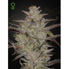 Alienz Auto, Фасовка: 3